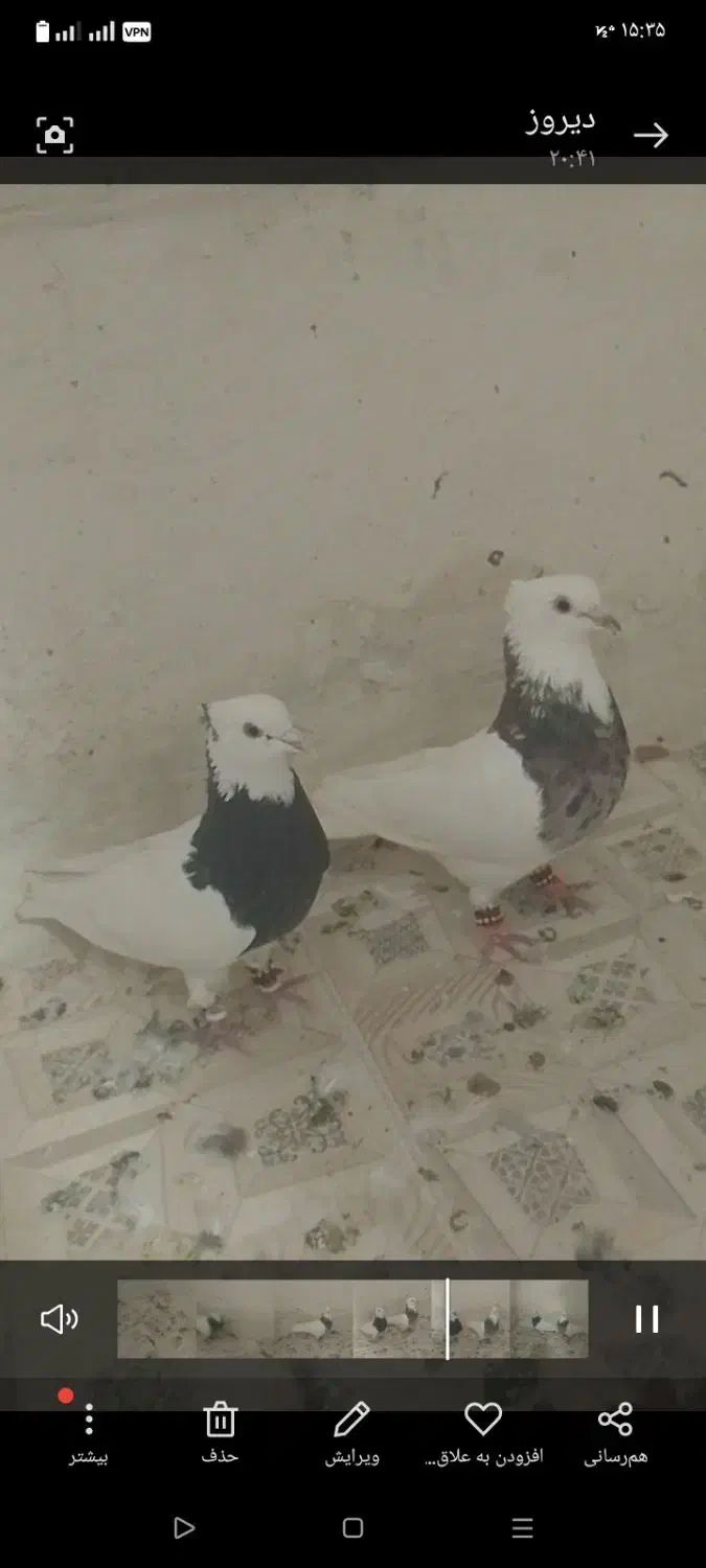 کفتر فروشی بضمانت تخم جوجه و پرش|پرنده|تربت‌حیدریه, حاجی یار‎|دیوار