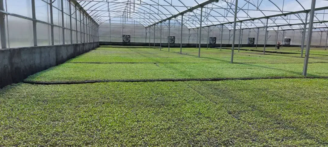 سازه.گلخانه.۱۲۰۰۰متر|عمده‌فروشی|گلبهار, شهر جدید گلبهار|دیوار