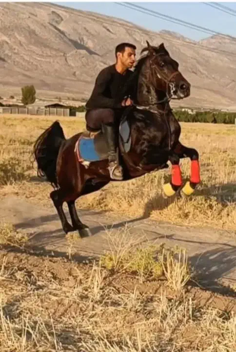 سیلمی یاغی از رخش حبیب|اسب و تجهیزات اسب‌سواری|شیراز, ظفرآباد|دیوار