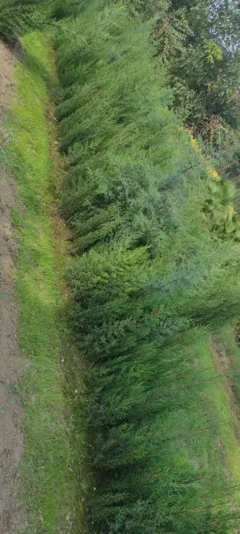 سرو به تعداد زیاد|گل و گیاه طبیعی|کرمانشاه, |دیوار