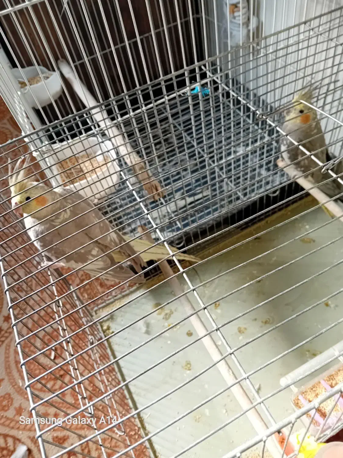 یک جفت جوجه عروس سالم وسلامت|پرنده|قم, انصارالحسین|دیوار