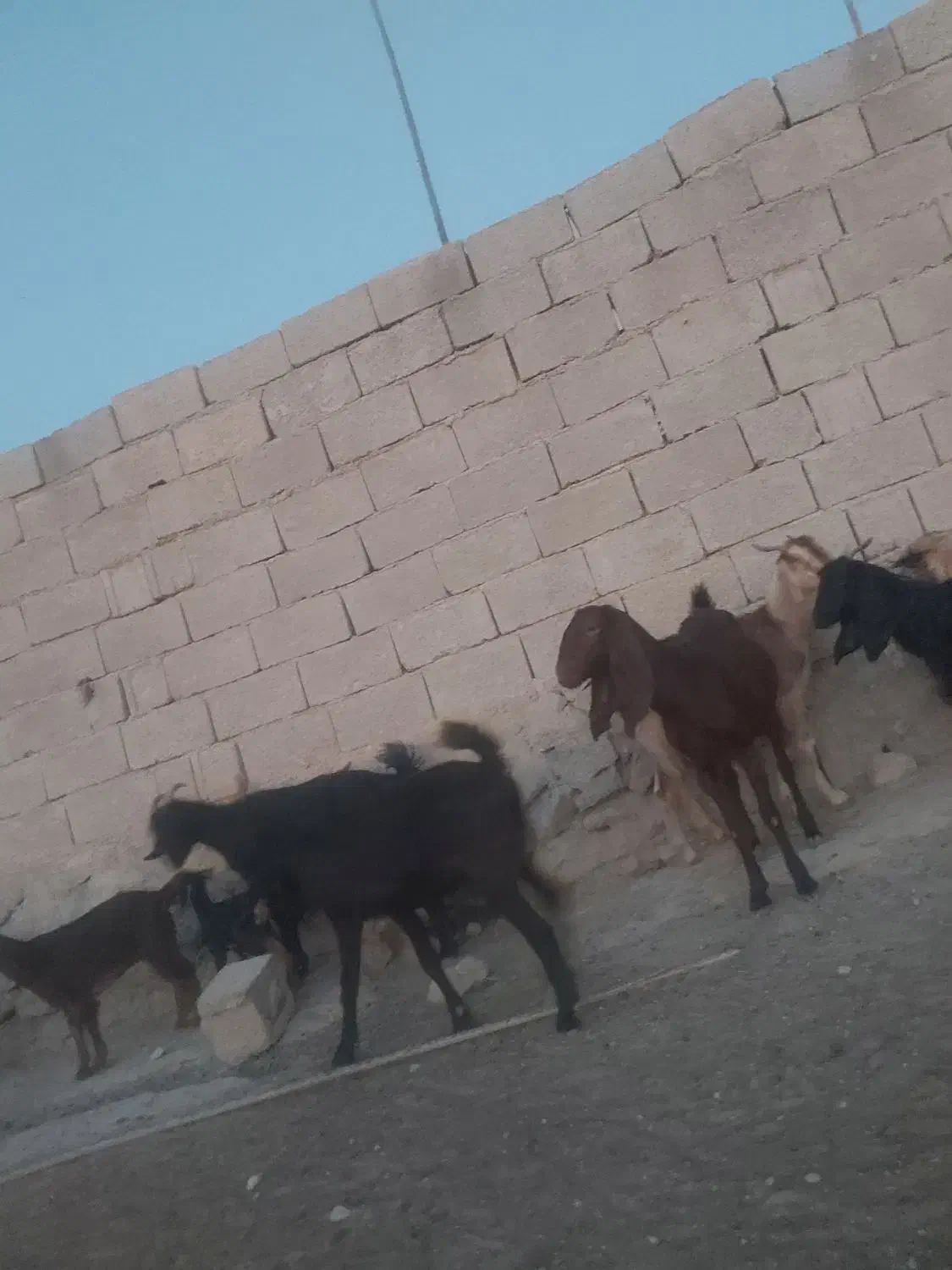 تیشتر هشت ماهه دوقلو زا|حیوانات مزرعه|اهرم, |دیوار