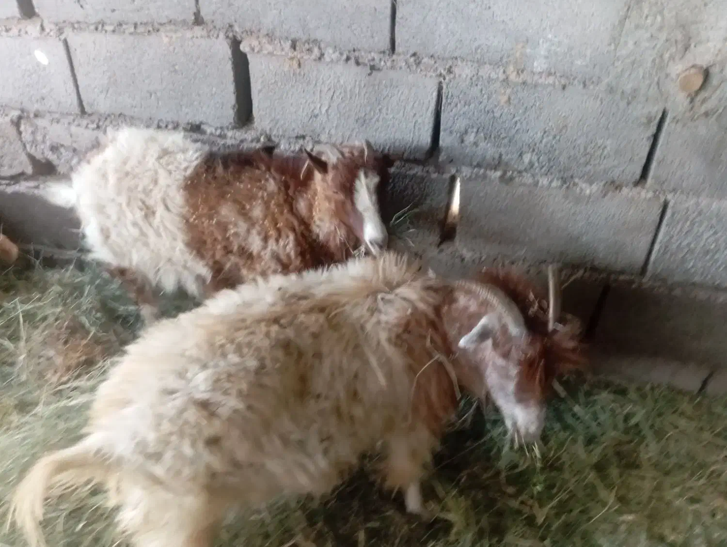 گوسفند اوست|حیوانات مزرعه|نرماشیر, |دیوار