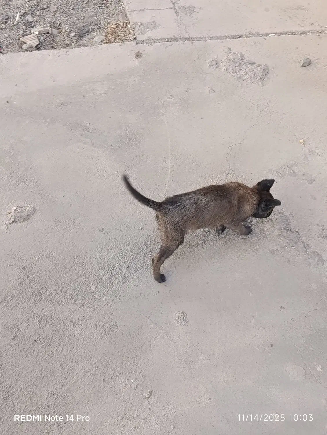 مالینویز|سگ|جیرفت, |دیوار