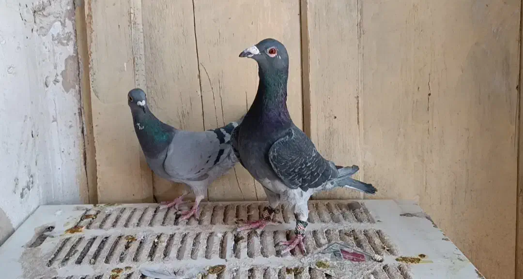 کبوتر|پرنده|ارسنجان, |دیوار