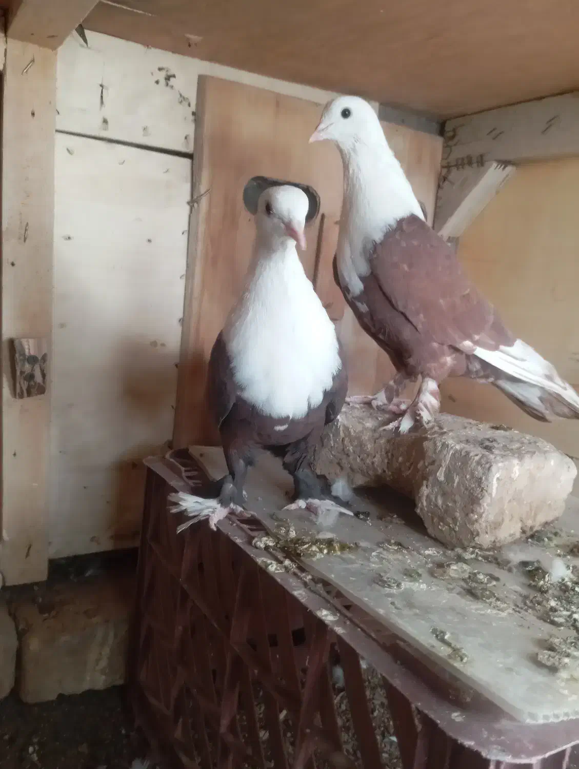 کلاغ نروماده|پرنده|تربت‌حیدریه, فتح المبین|دیوار