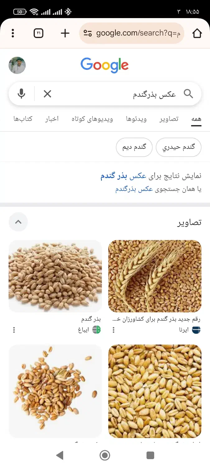 بذرجودیموگندم آبی ودیم گواهی شده دولتی|گل و گیاه طبیعی|صحنه, |دیوار