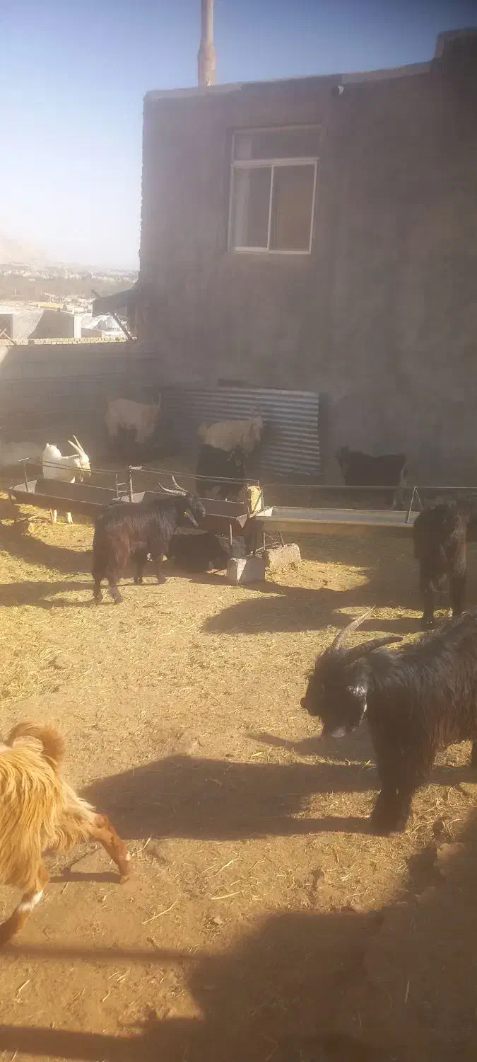 فروش ۱۴۰راس بزغاله پرواری چاق میش بز قوچ بره|حیوانات مزرعه|پیر بکران, |دیوار