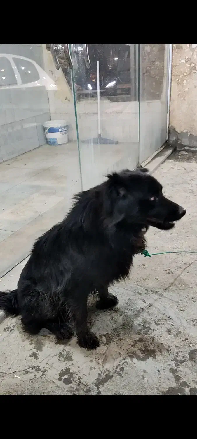 سگ ...|سگ|طرقبه, |دیوار