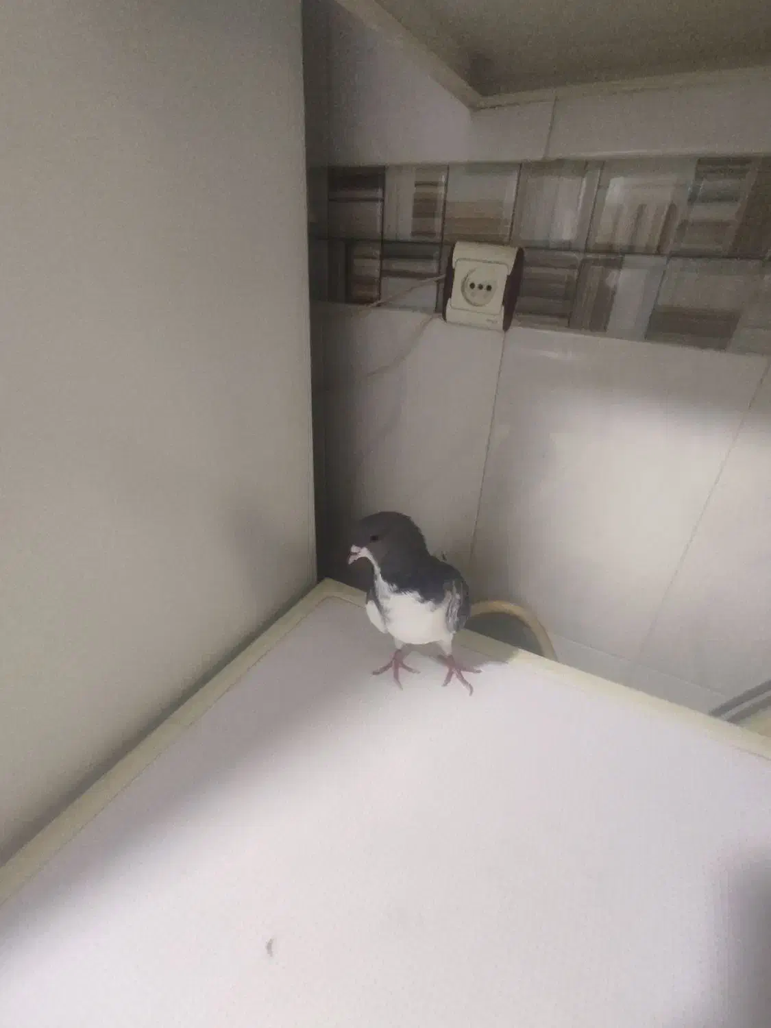 جوجه چپ کوهی|پرنده|شیراز, شیخ علی چوپان|دیوار