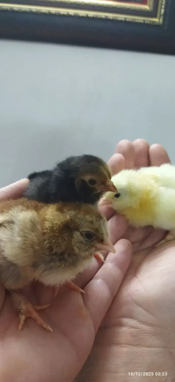 جوجه مرغ وتخم مرغ|حیوانات مزرعه|تهران, دهم فروردین|دیوار