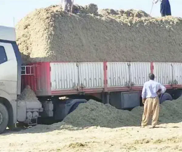 باگاس (تفاله نیشکر)|حیوانات مزرعه|قم, پردیسان|دیوار