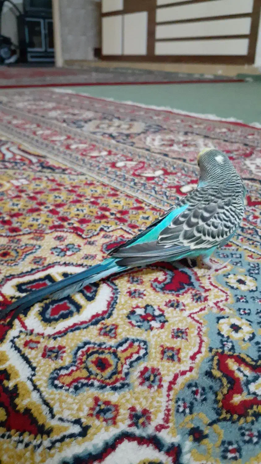 مرغ عشق دستی|پرنده|اندیشه, اندیشه فاز ۵|دیوار