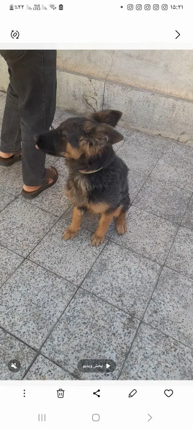 سگ ژرمن پنج ماهگی|سگ|کرمان, |دیوار