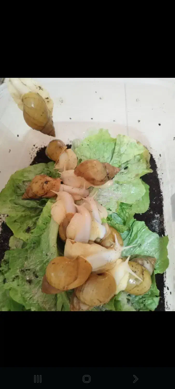 حلزون|خزنده|تهران, نصرت|دیوار