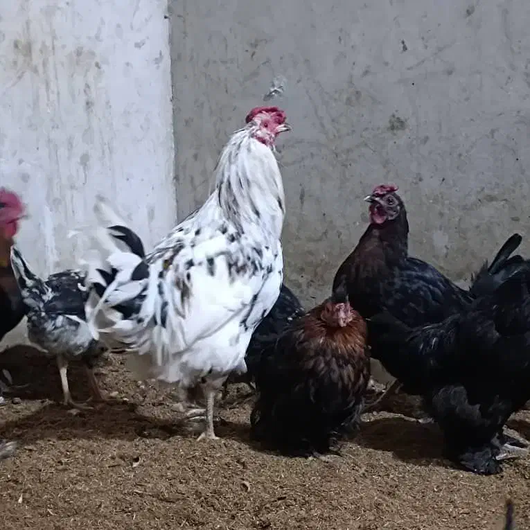 مرغ و خروس گلین|حیوانات مزرعه|خمینی‌شهر, |دیوار