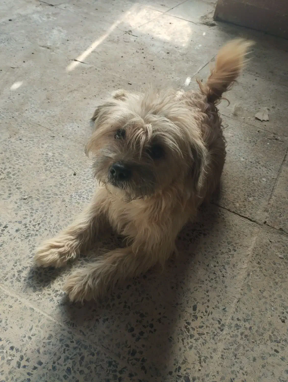 سگ پاپی|سگ|قهدریجان, |دیوار