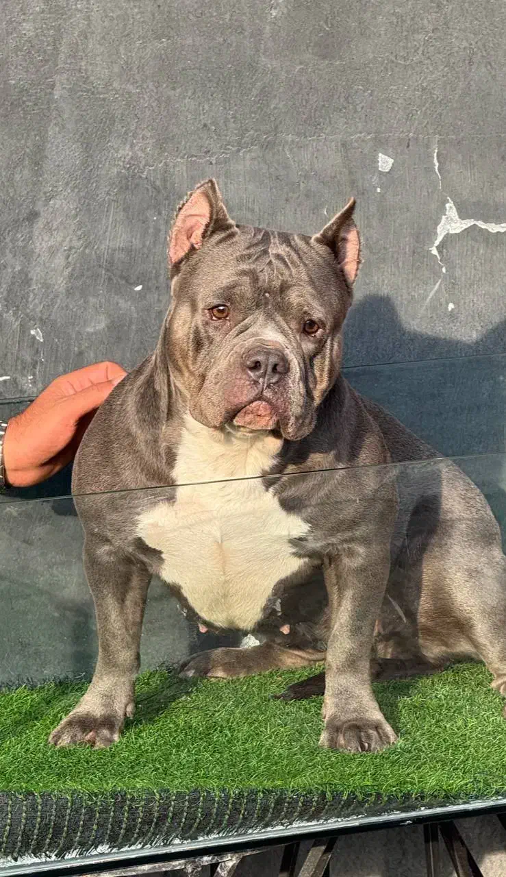 بولی آمریکایی|سگ|بومهن, |دیوار