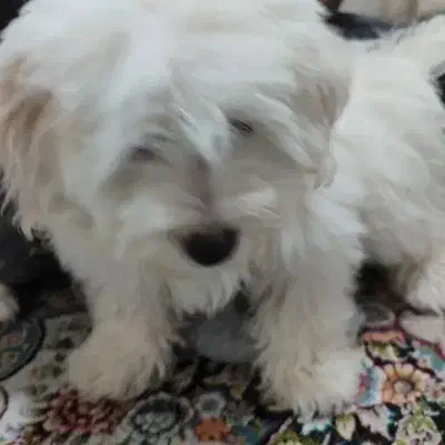 واگذاری شیتزو تریر|سگ|قم, هفت تیر|دیوار