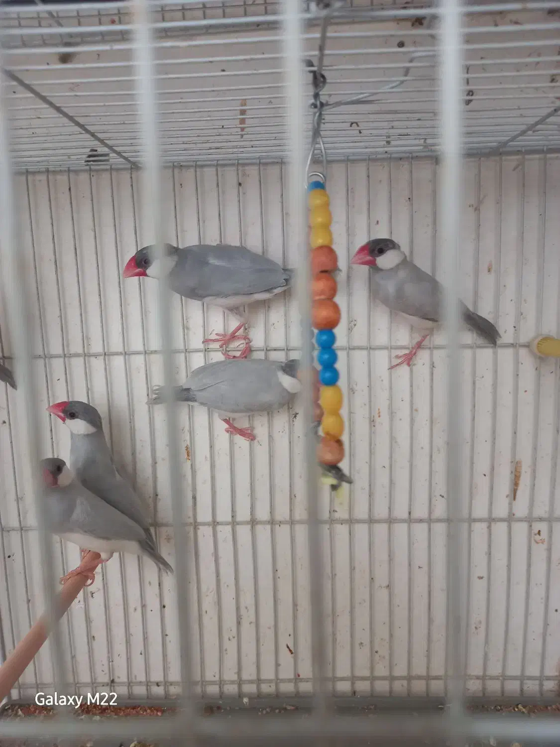 فنچ نرگسی سیلور|پرنده|بیرجند, |دیوار