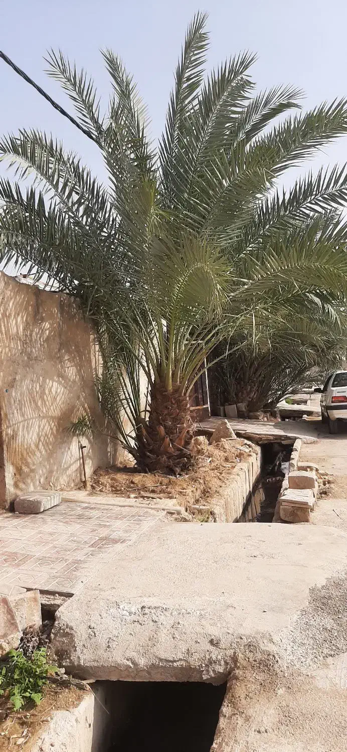 نخل برهی|خدمات باغبانی و درختکاری|چمران, |دیوار