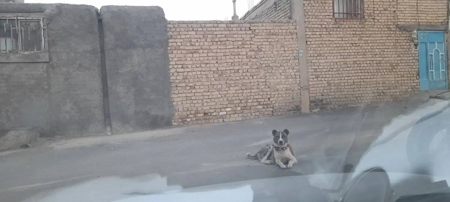 فروش سگ نگهبان|سگ|پیر بکران, |دیوار