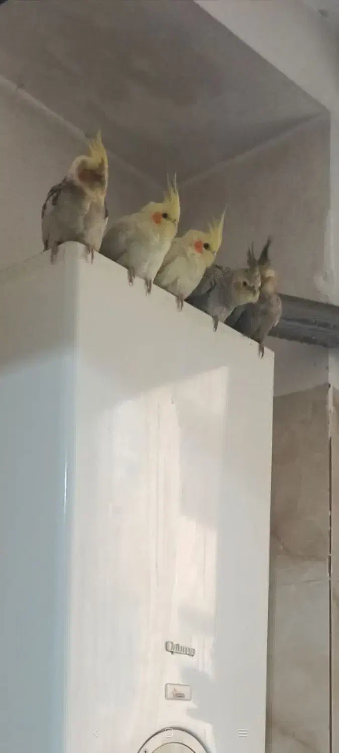 عروس هلندی|پرنده|صباشهر, |دیوار