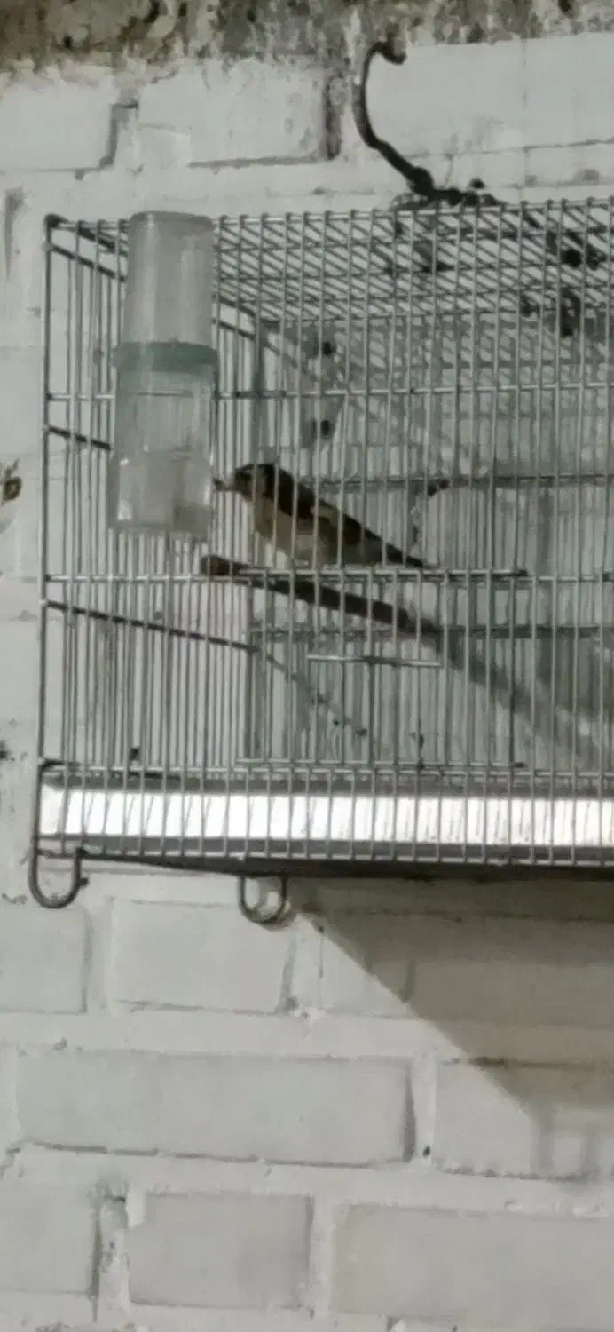 طوطی عروس هلندی|پرنده|اندیمشک, |دیوار