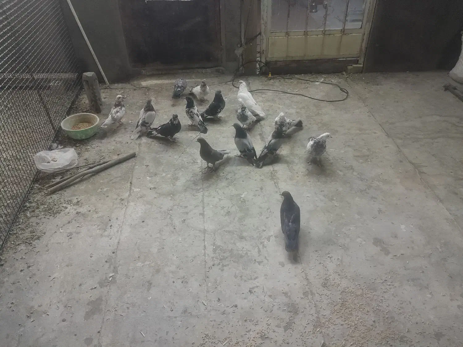 ۱۵تا کبوتر|پرنده|لاران, |دیوار