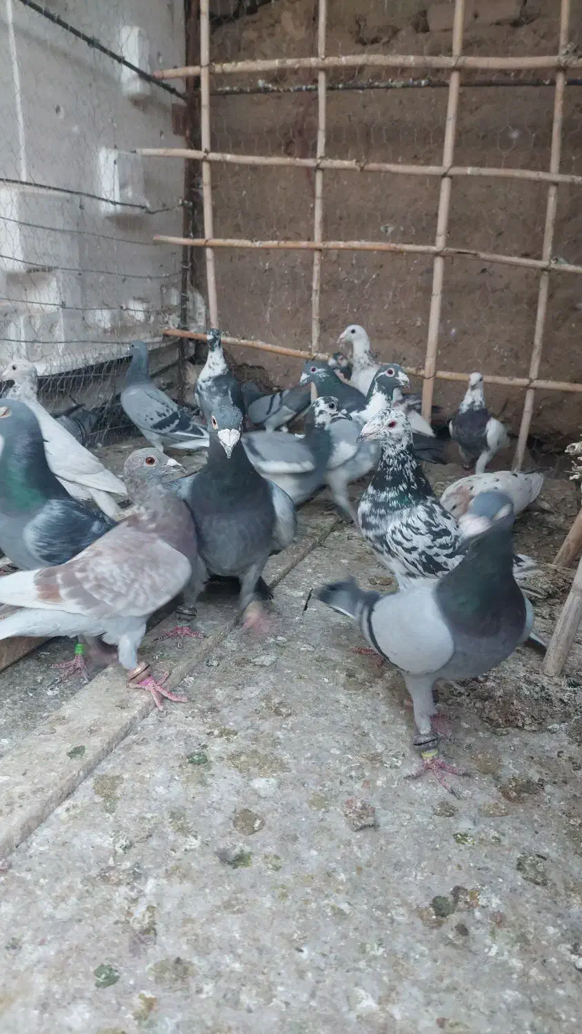 کفتر زمند|پرنده|هلالی, |دیوار