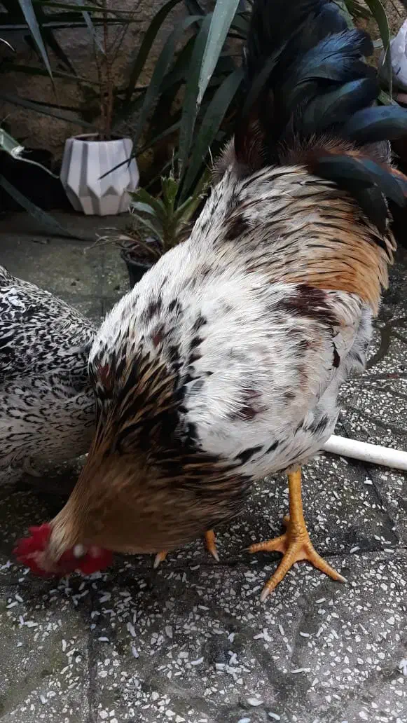 فروش خروس محلی|حیوانات مزرعه|املش, |دیوار