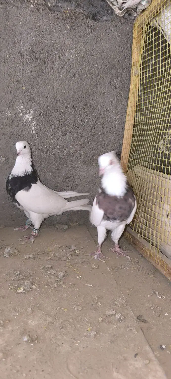 طوقی درجه یک|پرنده|کارون, |دیوار