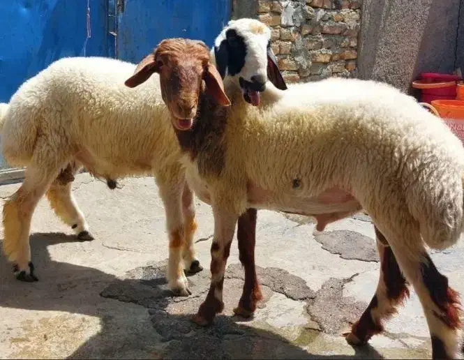 گوسفند زنده باترازوی دیجیتال|حیوانات مزرعه|کرج, کیانمهر|دیوار