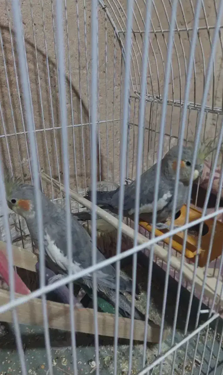 عروس هلندی|پرنده|شاهین‌شهر, گزبرخوار|دیوار