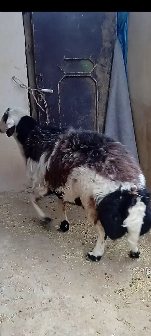 قورچ|حیوانات مزرعه|اشترینان, |دیوار