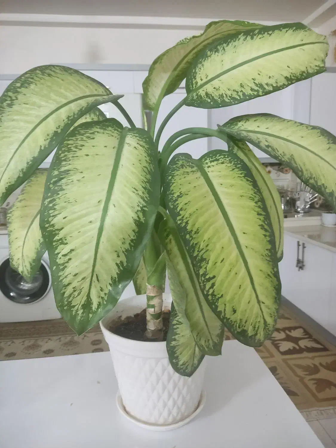 گل طبیعی|گل و گیاه طبیعی|اسفراین, |دیوار