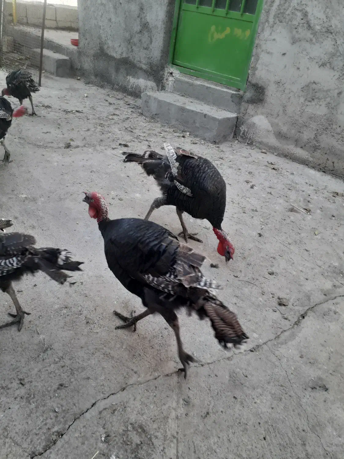 فروش بوقلمون برنزی|حیوانات مزرعه|میانه, |دیوار