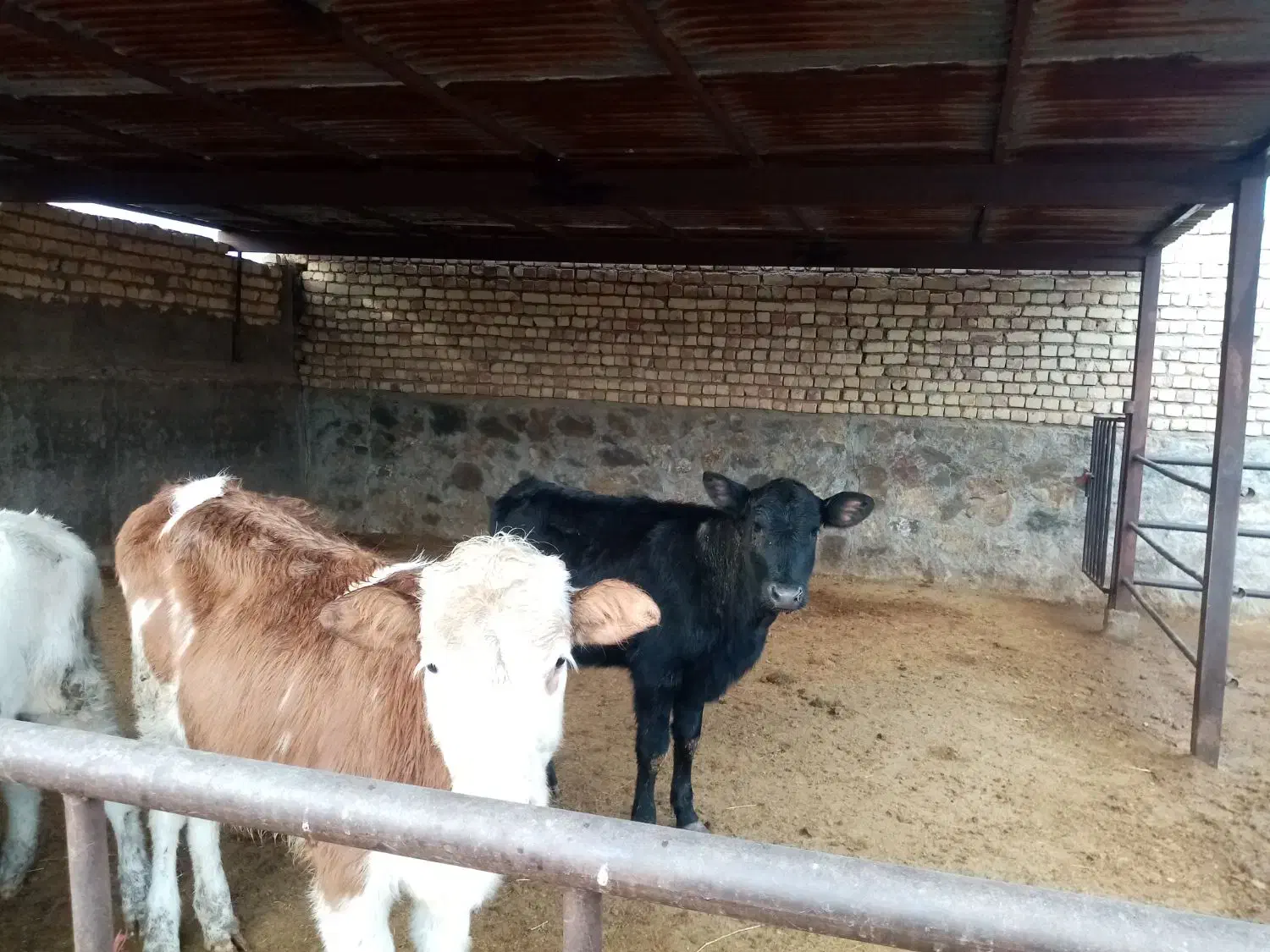 گوساله ماده سیمینتال|حیوانات مزرعه|قم, دورشهر|دیوار