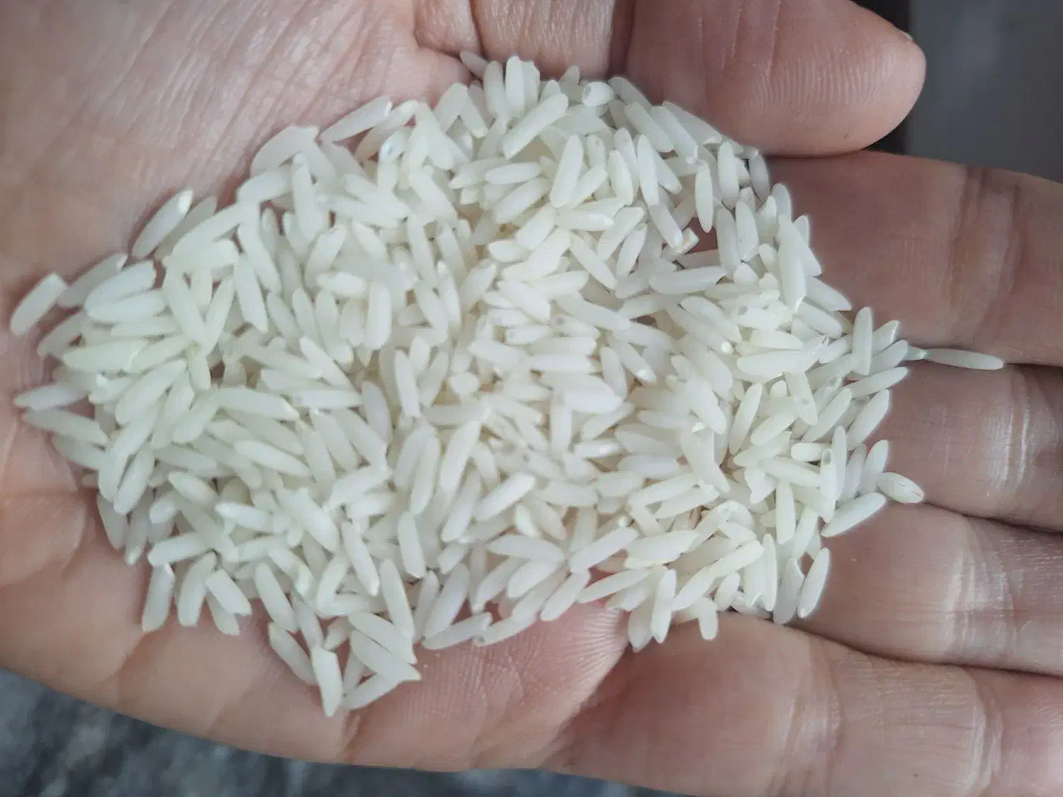 برنج هاشمی|خوردنی و آشامیدنی|رشت, باهنر|دیوار