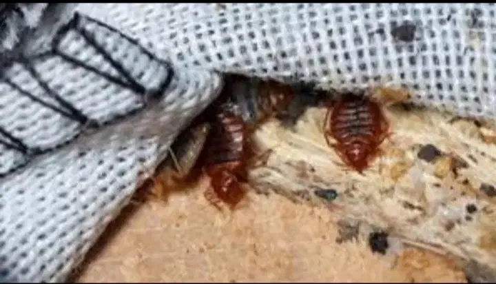 سمپاشی تضمینی ساس سوسک کنه۱۰۰٪(رسالت پنچتن گلشهر )|خدمات نظافت|مشهد, طلاب|دیوار