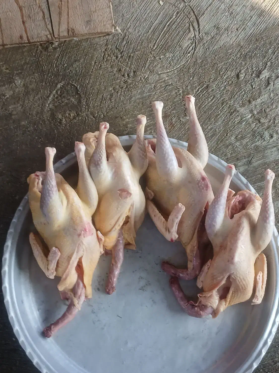 بوقلمون و اردک اسرائیلی|حیوانات مزرعه|تالش, هشتپر|دیوار