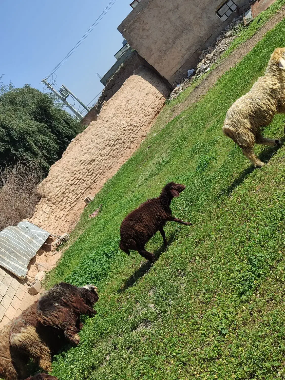 ۶عددبره|حیوانات مزرعه|گتوند, |دیوار