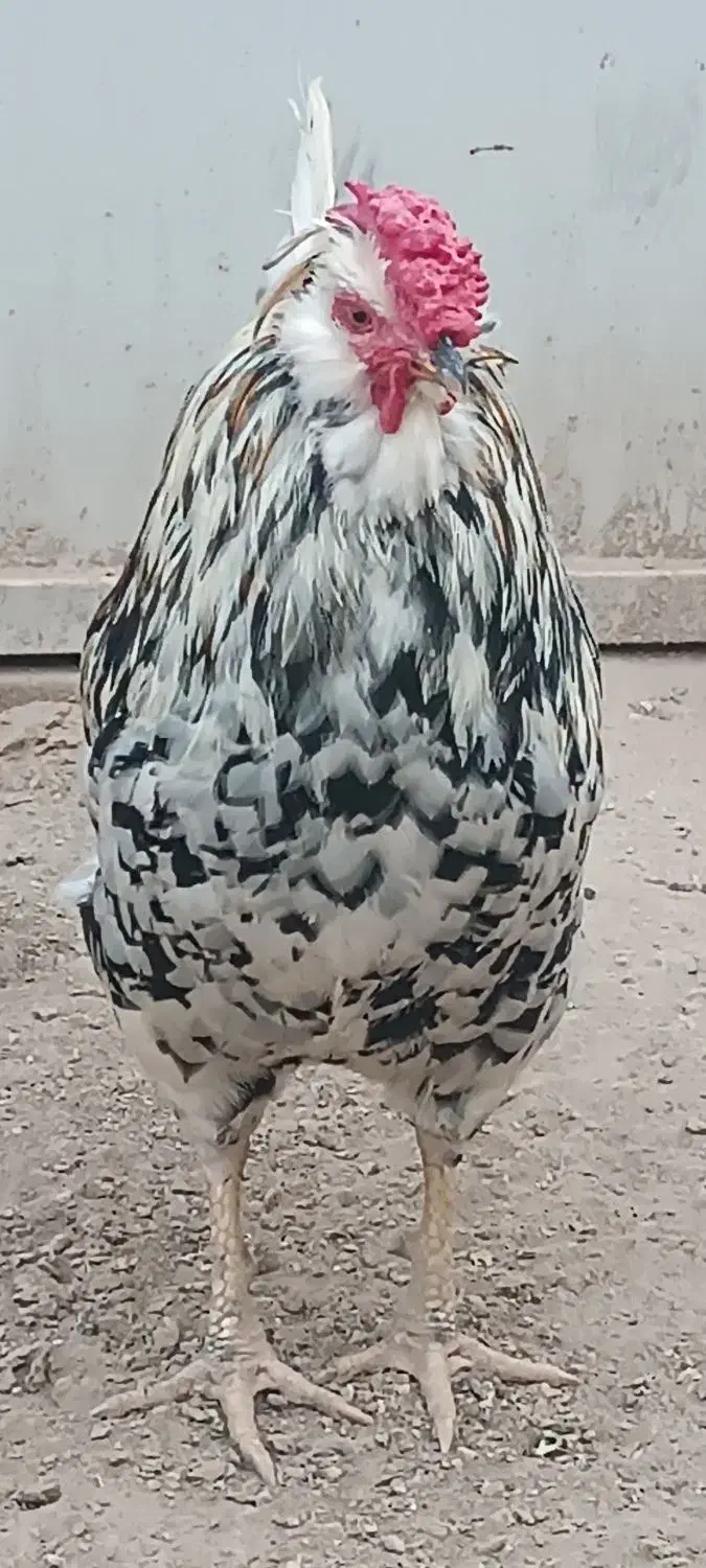 مرغ و خروس|حیوانات مزرعه|اهواز, کوی ابوالفضل|دیوار