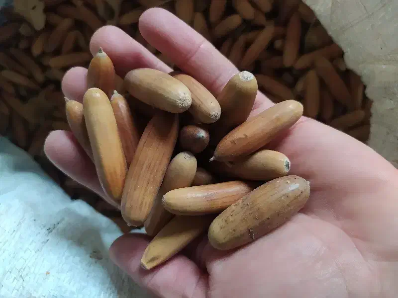 بلوط تازه|خوردنی و آشامیدنی|سردشت, |دیوار