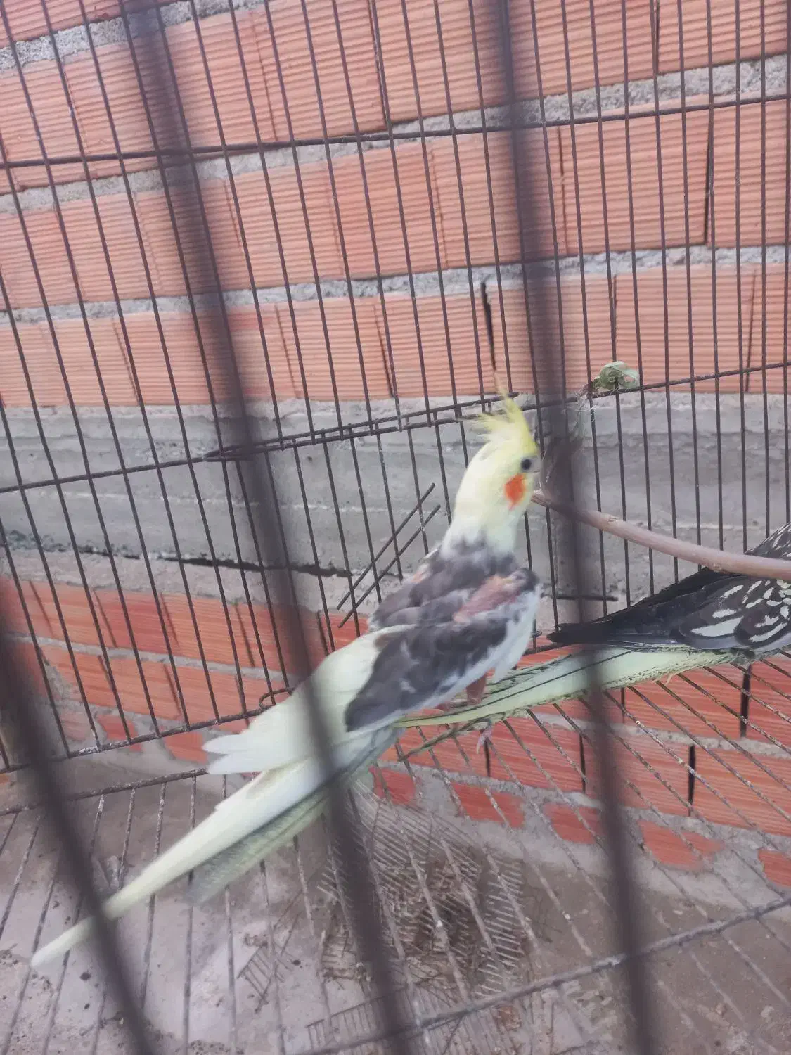 عروس هلندی|پرنده|گنبد کاووس, |دیوار