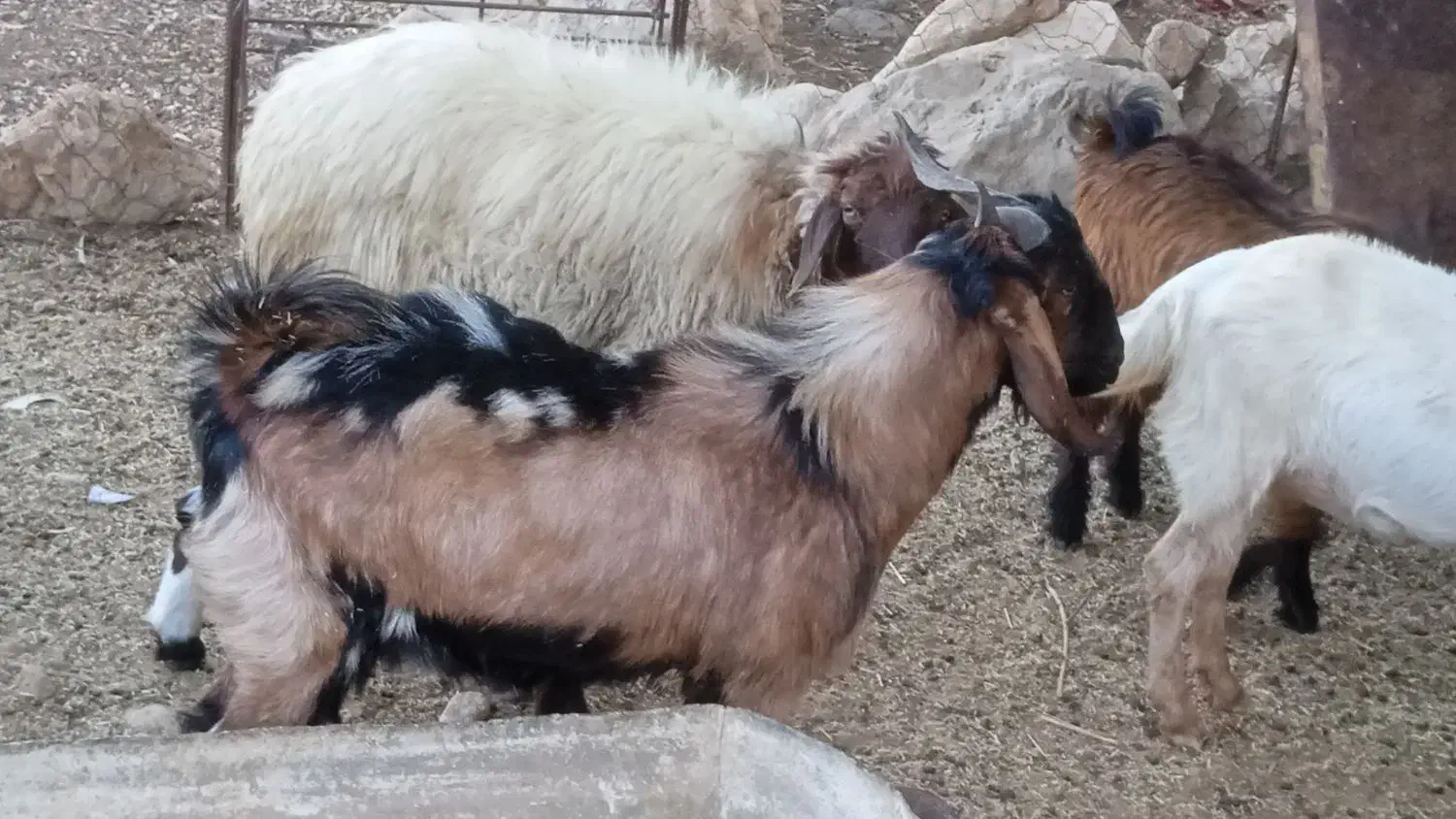 تیشتر پاکستانی دوقلویی|حیوانات مزرعه|لنده, |دیوار