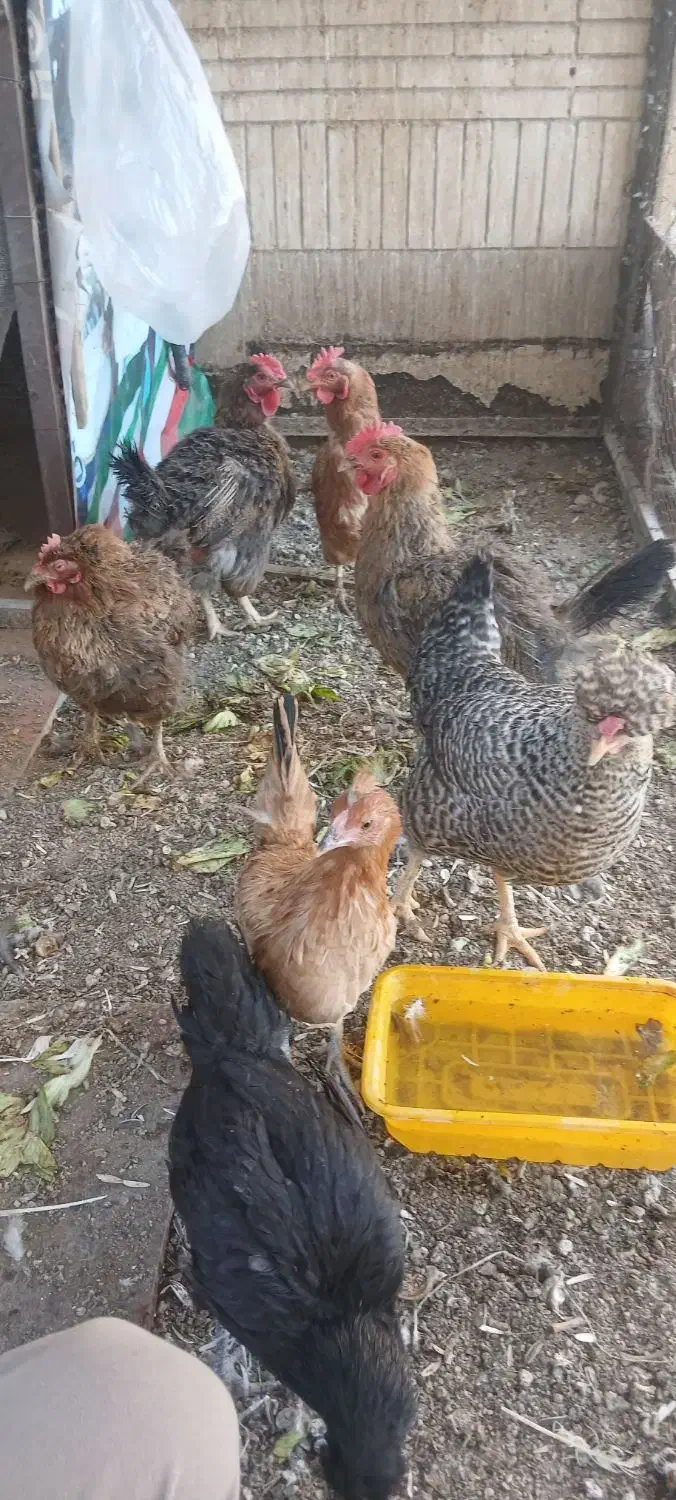 مرغ بومی تخم گذار و گوشی|حیوانات مزرعه|شاهینشهر, شهرک سایت|دیوار