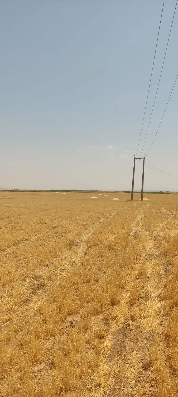 کاه کردستان|لوازم جانبی حیوانات|آفتاب, |دیوار