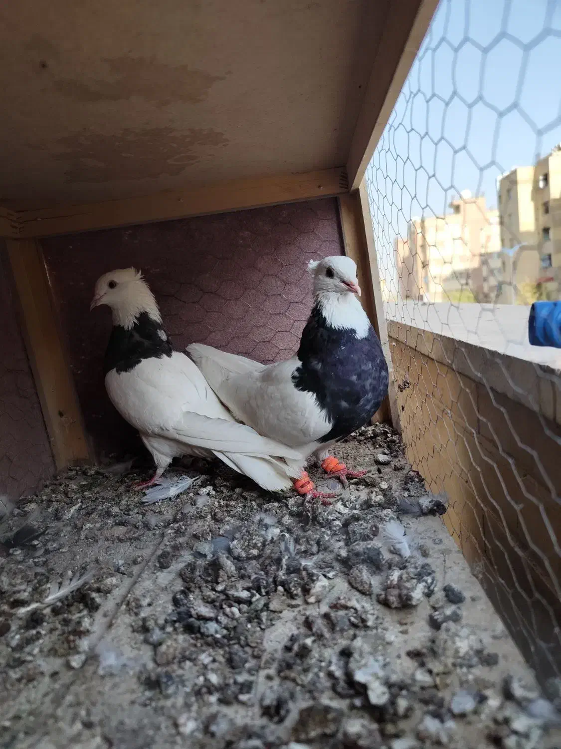 یه جفت طوقی|پرنده|فولادشهر, مسکن مهر فولادشهر|دیوار