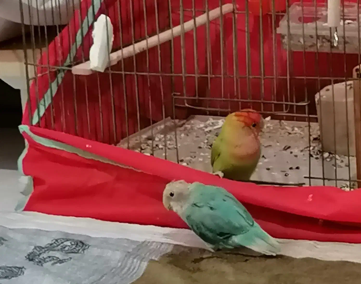 یه جفت طوطی برزیلی همراه با قفس|پرنده|اندیشه, اندیشه فاز ۱|دیوار